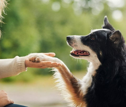 Pet insurance you can rely on